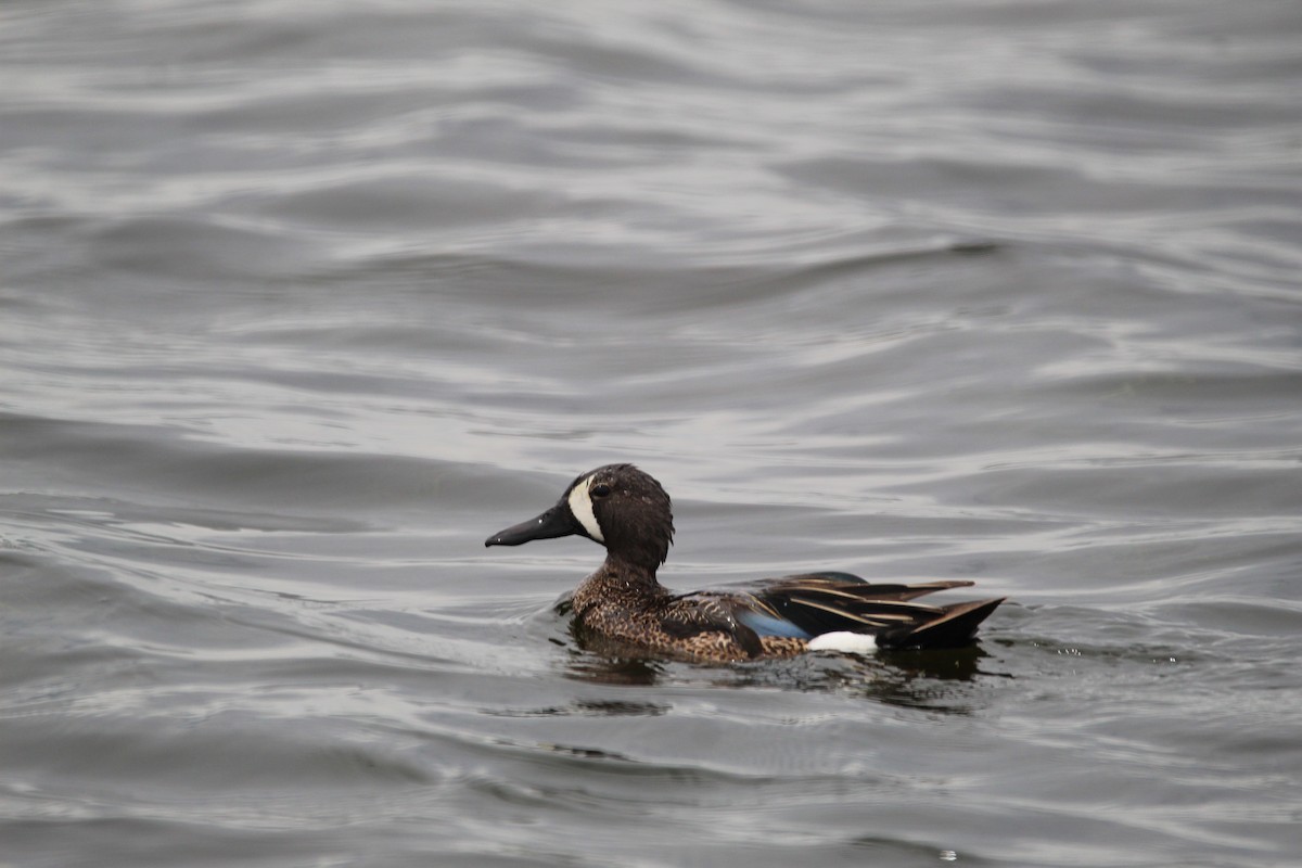 Blue-winged Teal - ML349526011