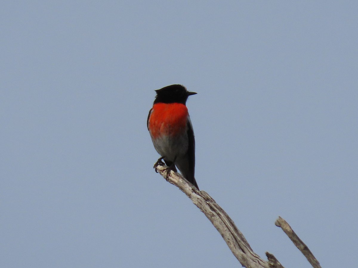 Scarlet Robin - ML349526931