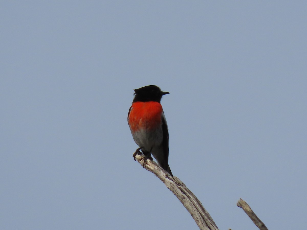 Scarlet Robin - ML349526941