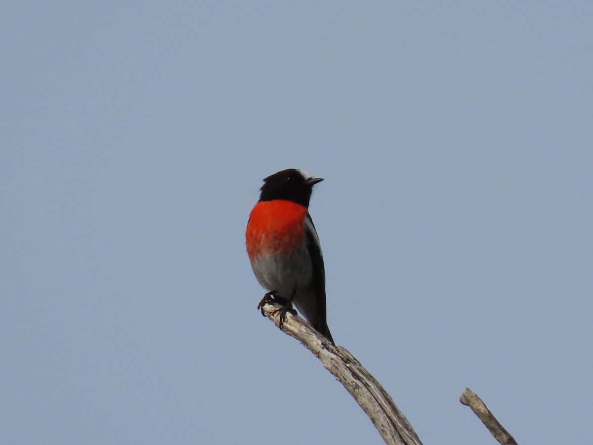 Scarlet Robin - ML349526961