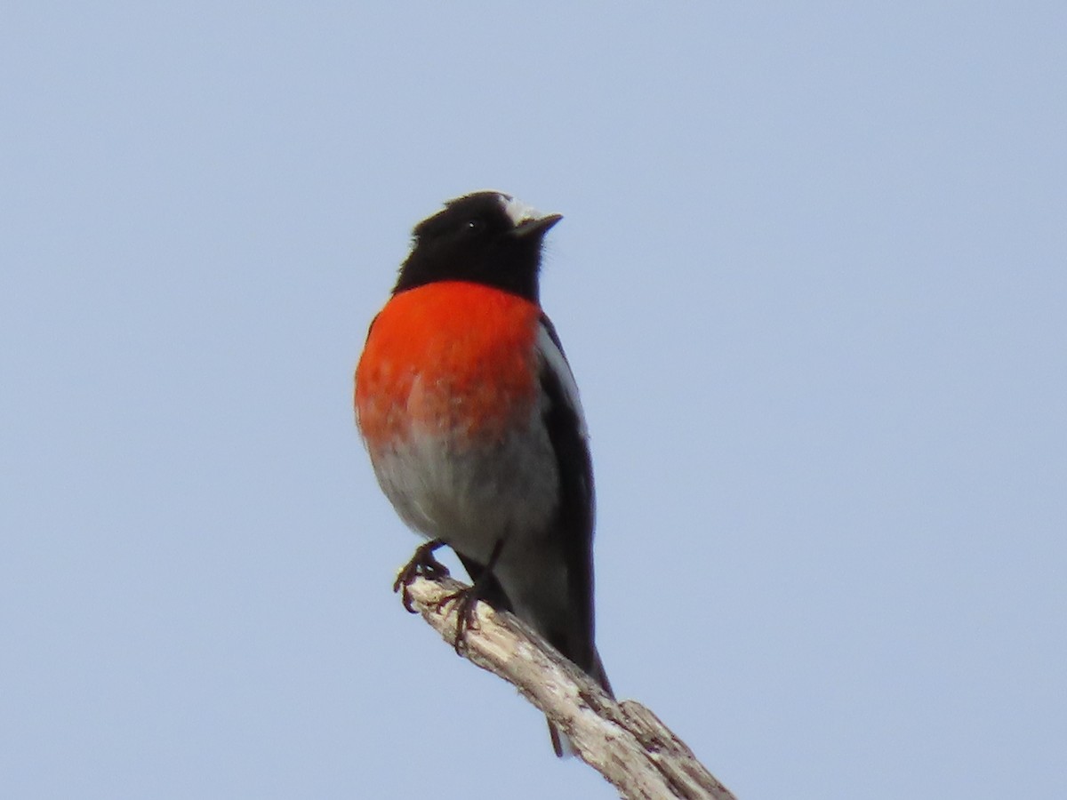 Scarlet Robin - ML349526971