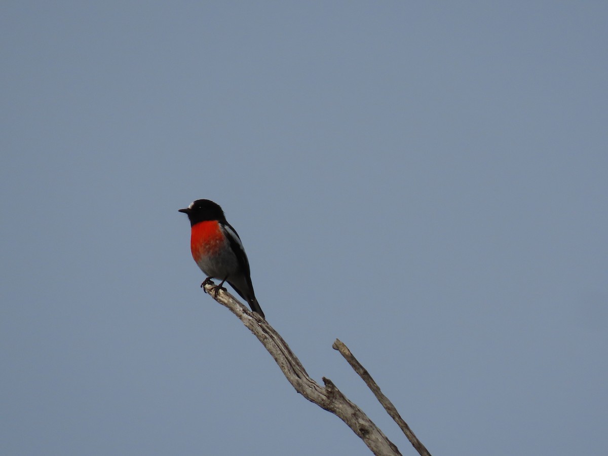 Scarlet Robin - ML349526981
