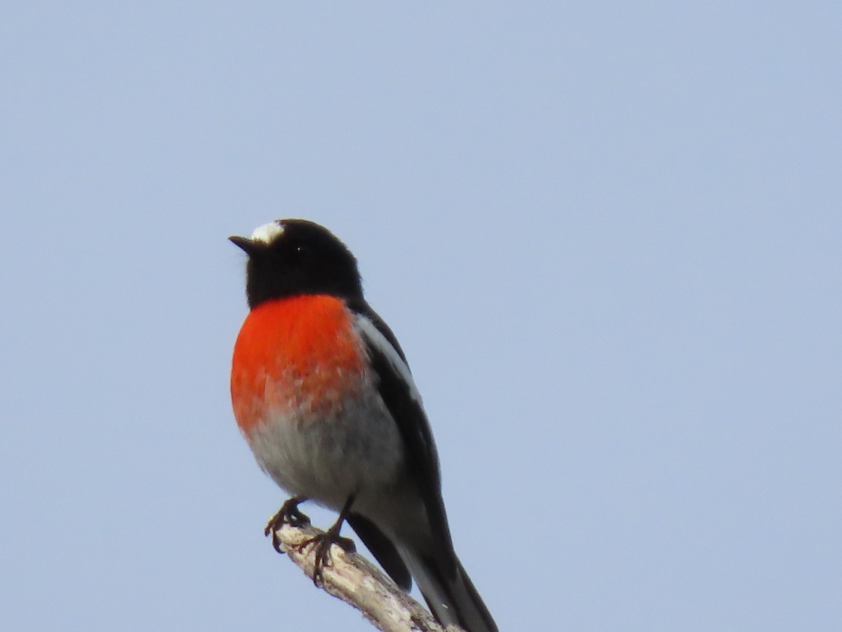 Scarlet Robin - ML349526991