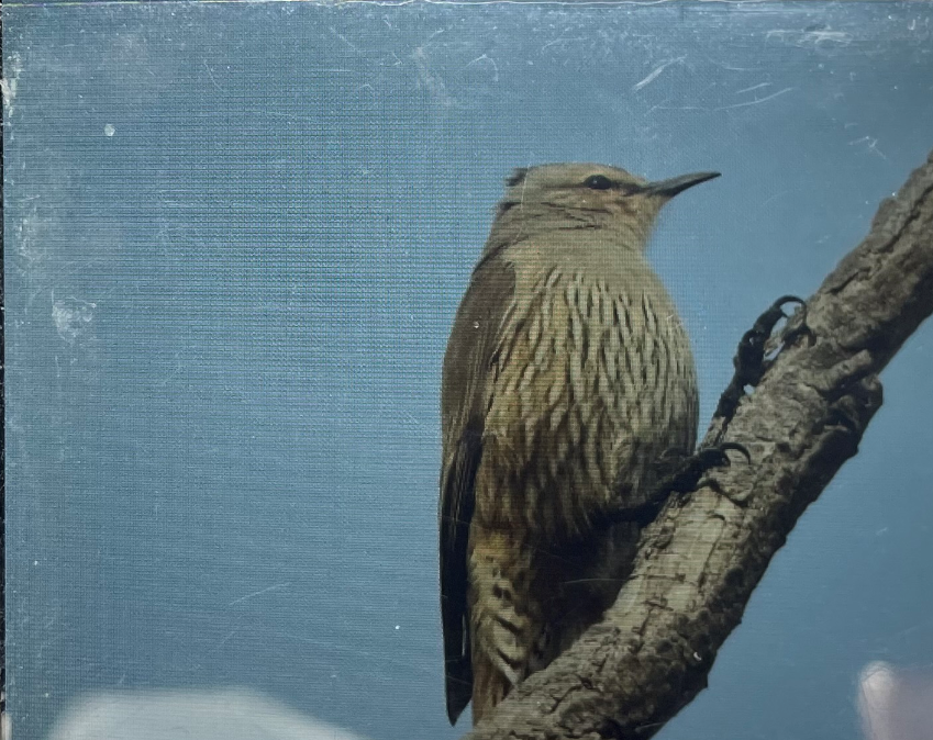 Brown Treecreeper - ML349527101