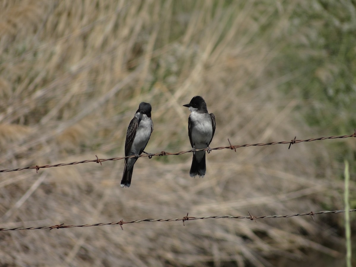 Eastern Kingbird - ML349528241