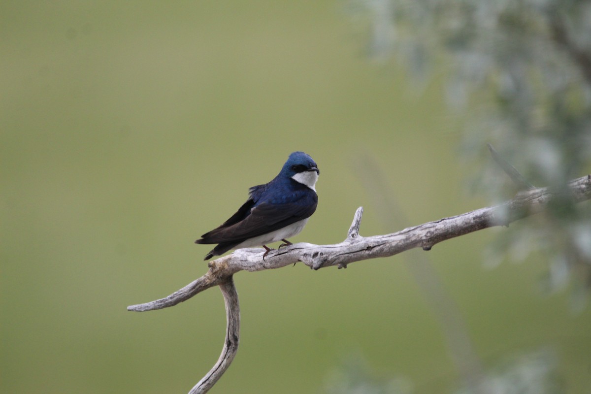 Tree Swallow - Braydon Luikart