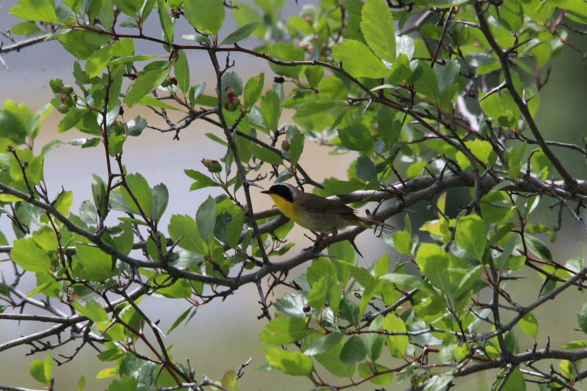 Common Yellowthroat - ML349531041