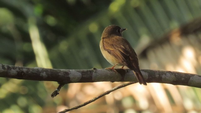 Gobemouche muttui - ML349531171