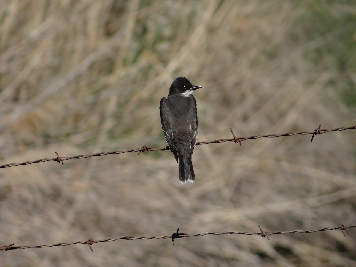 Eastern Kingbird - ML349531471