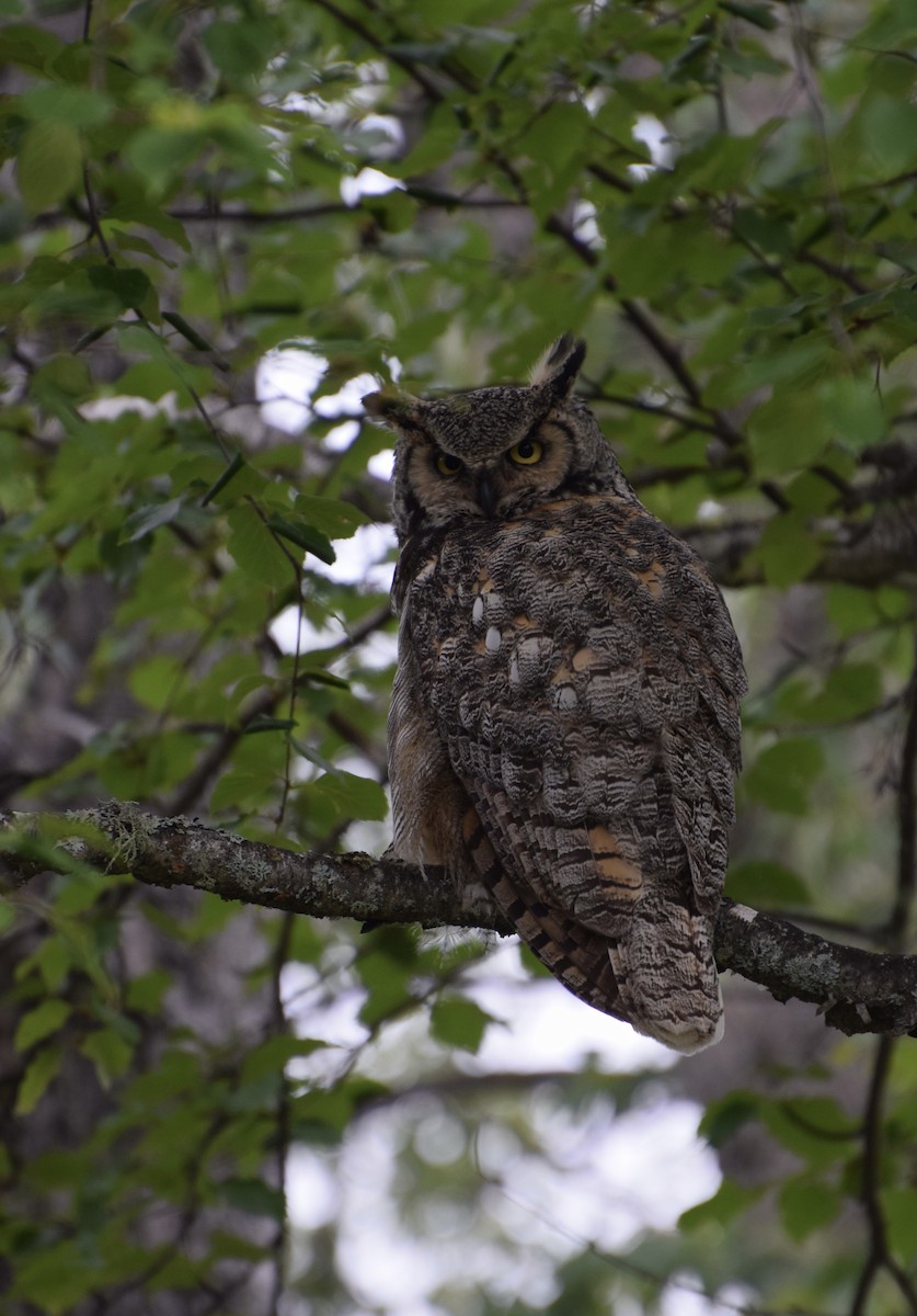 Great Horned Owl - ML349531661