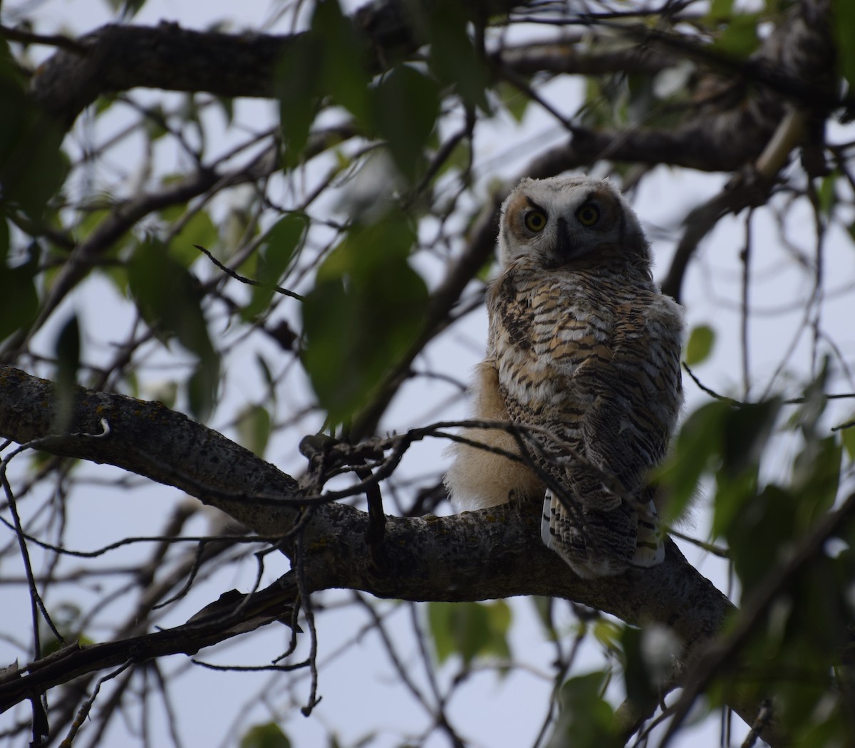 Great Horned Owl - ML349531681