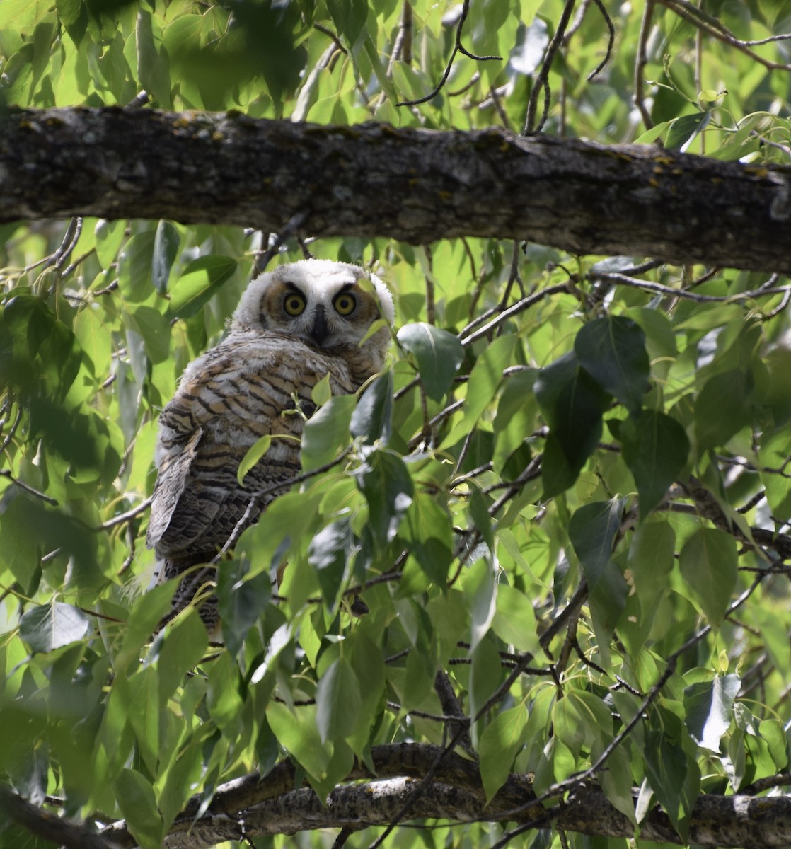 Great Horned Owl - ML349531691