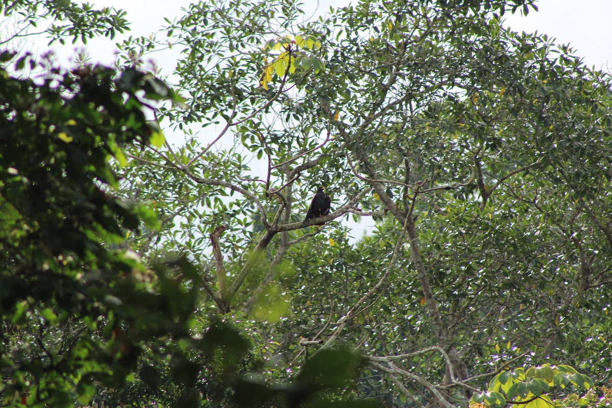 Common Black Hawk - Daniel de Jesus Garcia León