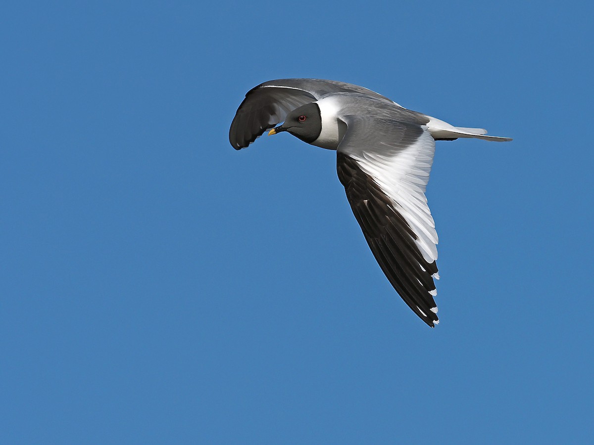 Sabine's Gull - James Eaton