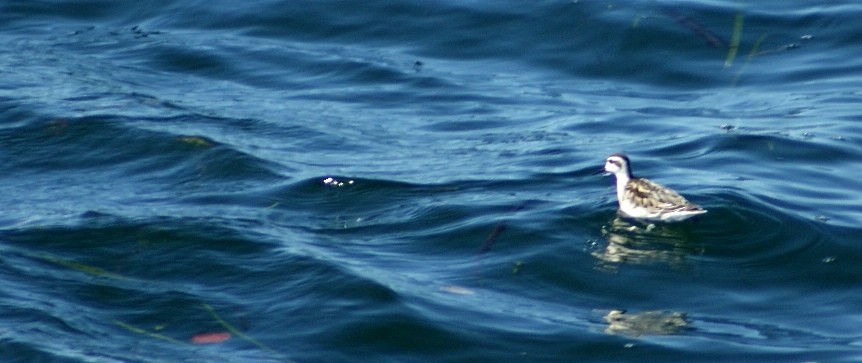 Red-necked Phalarope - Joshua Rudolph