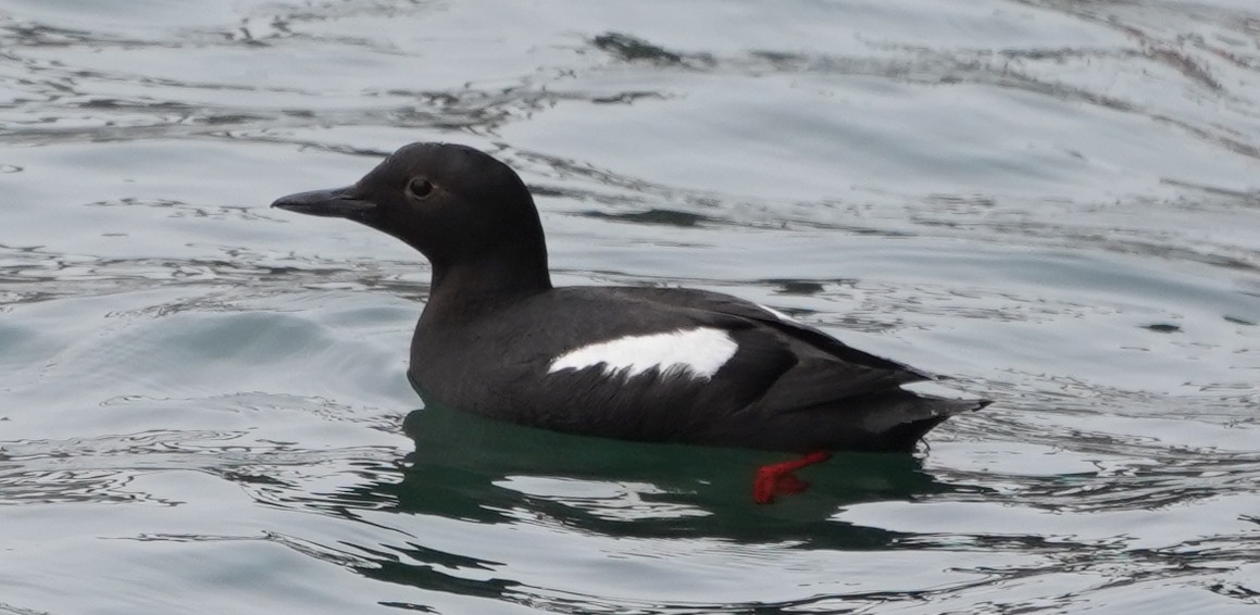 Pigeon Guillemot - ML349535971