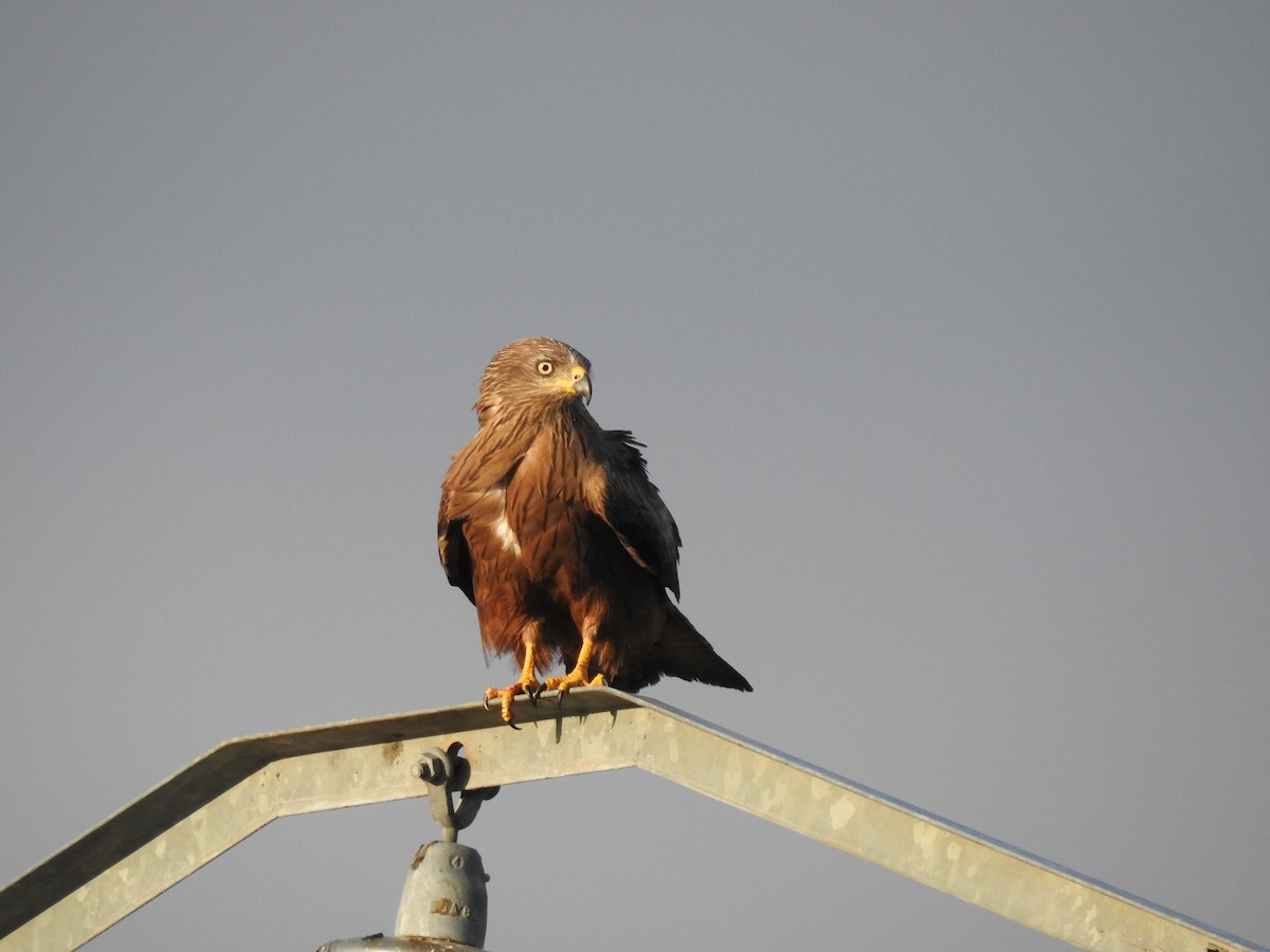 Black Kite - Jorge Pérez