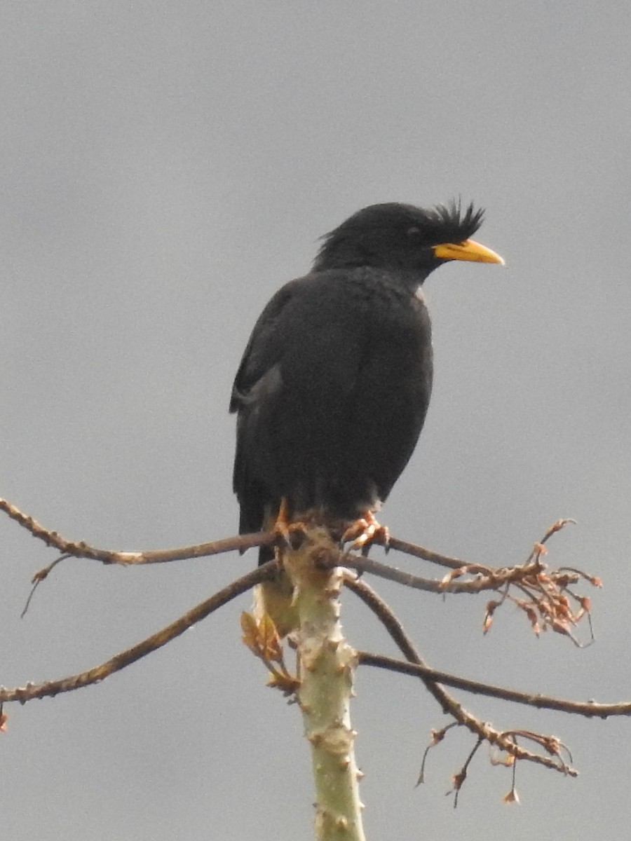 Great Myna - Kalyani Kapdi