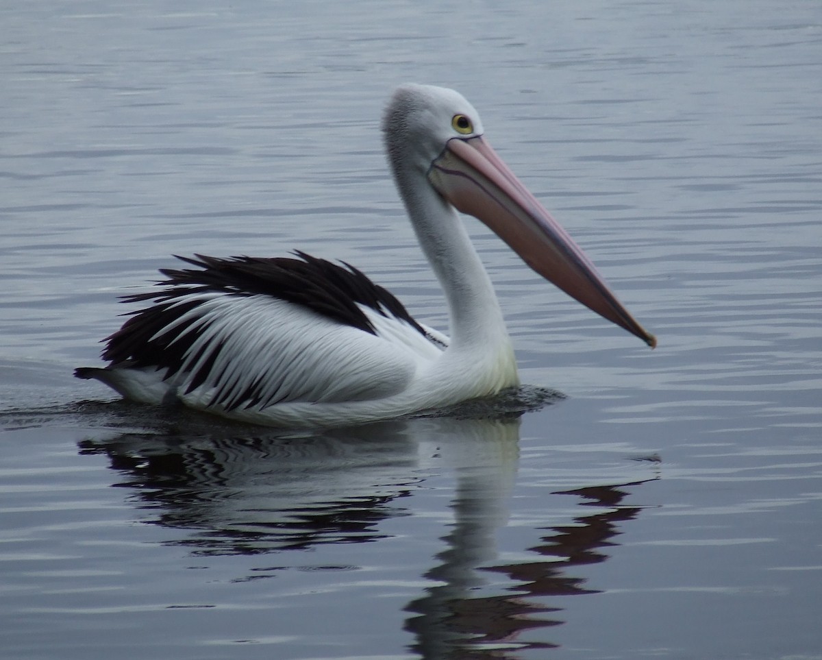 Australian Pelican - ML349538731