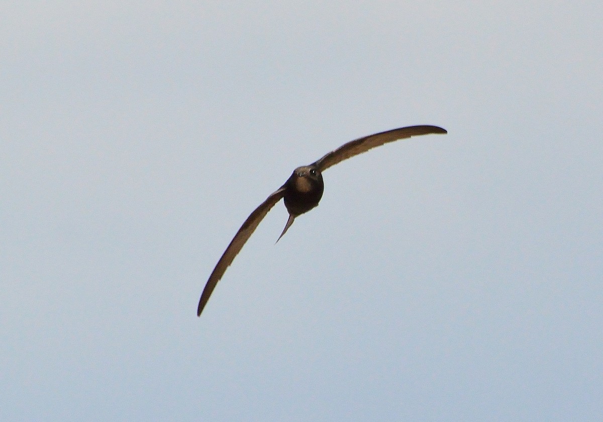 Common Swift - Orlando Jarquín