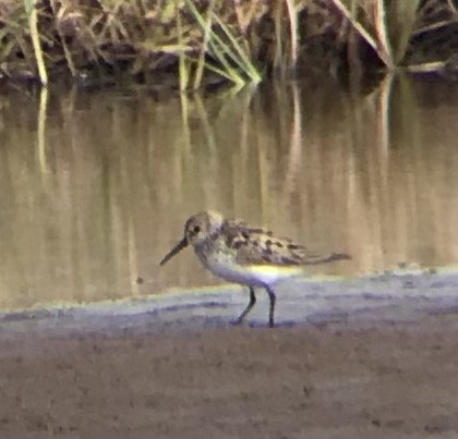 Western Sandpiper - Adrian Burke