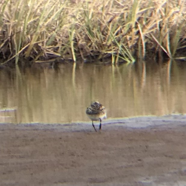 Western Sandpiper - ML349539891