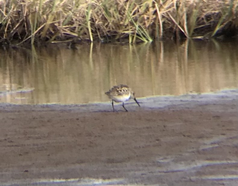 beringsnipe - ML349539901