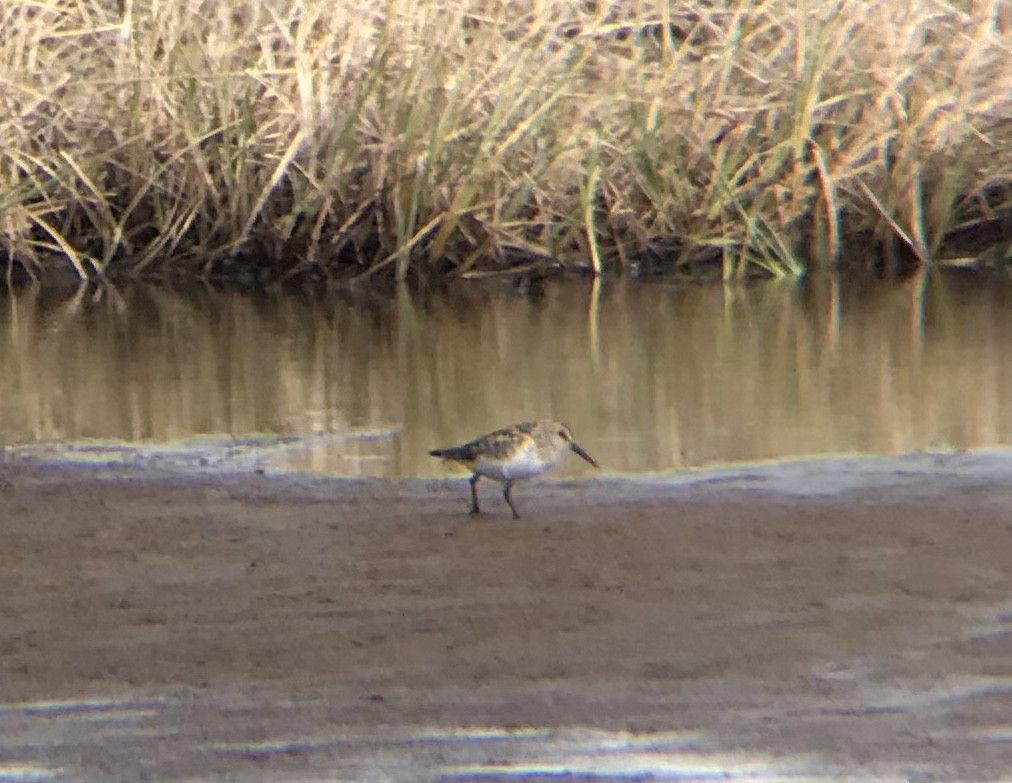 Western Sandpiper - ML349539931