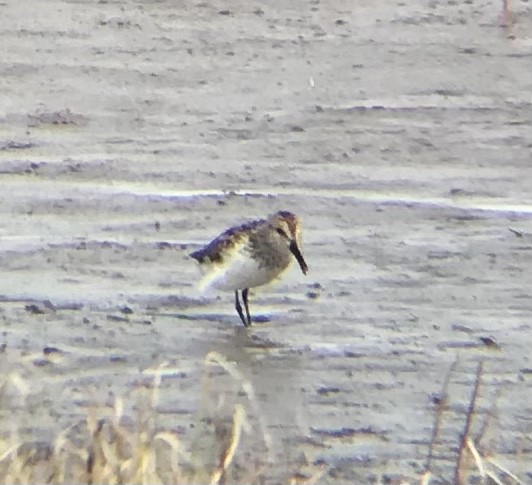 Western Sandpiper - ML349539941