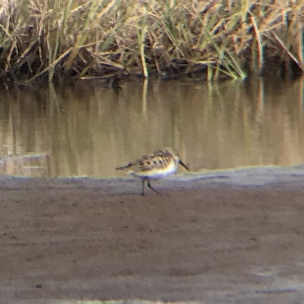 Western Sandpiper - ML349539971