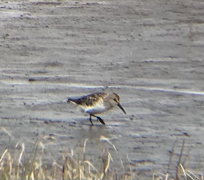 Western Sandpiper - ML349539981