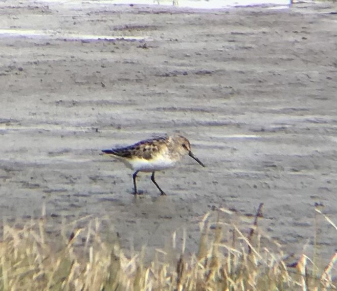 Western Sandpiper - ML349540011