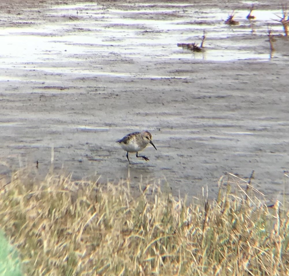 Western Sandpiper - ML349540021