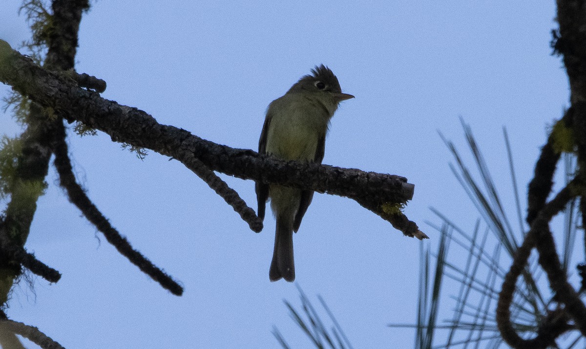 Western Flycatcher (Cordilleran) - Liam Huber