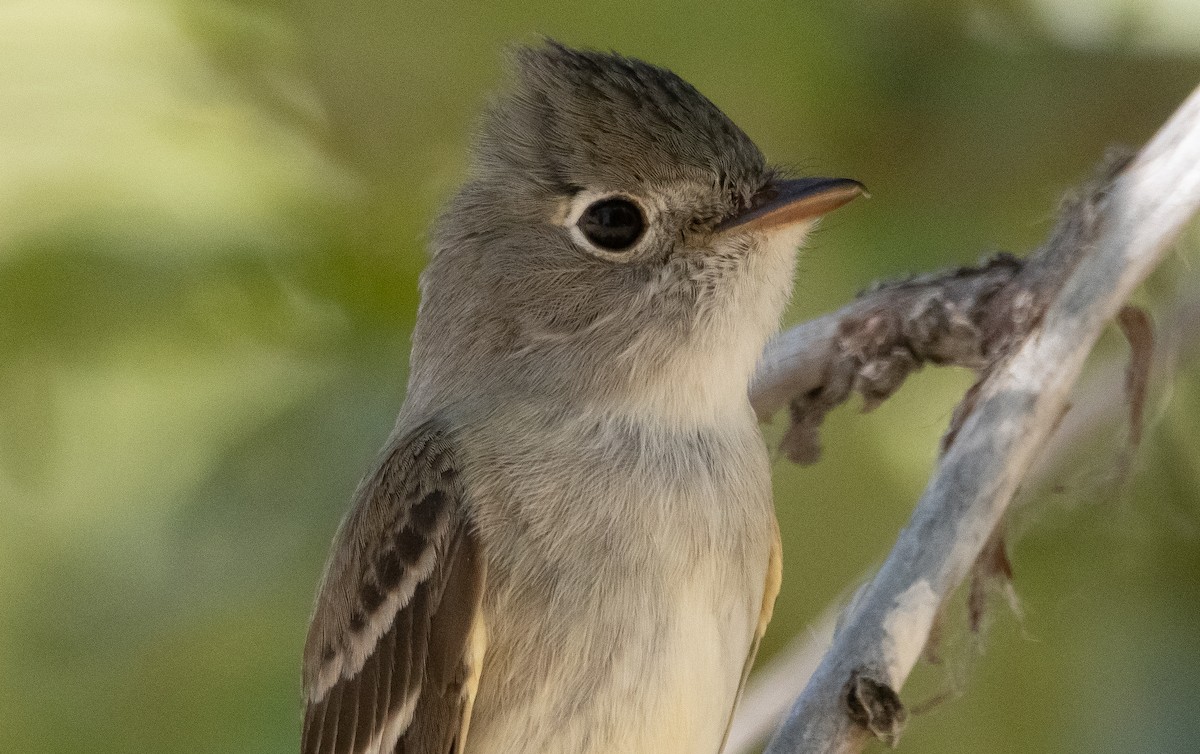 Least Flycatcher - ML349540311