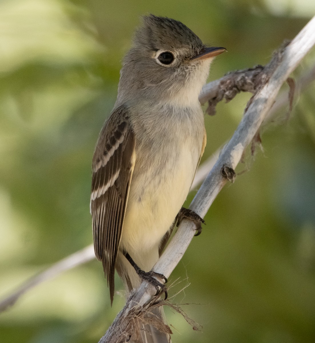 Least Flycatcher - ML349540361