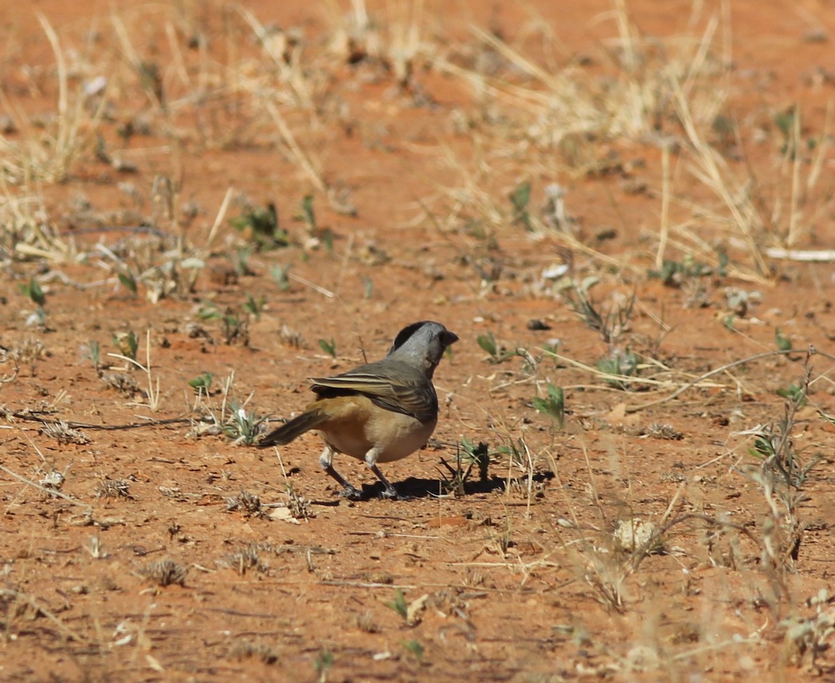 Crested Bellbird - ML349541241