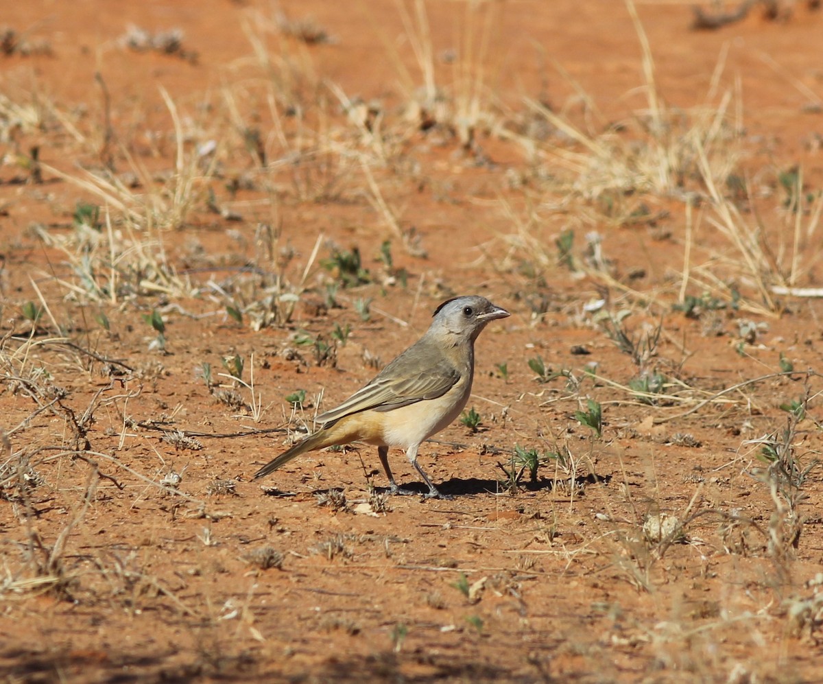 Crested Bellbird - ML349541251