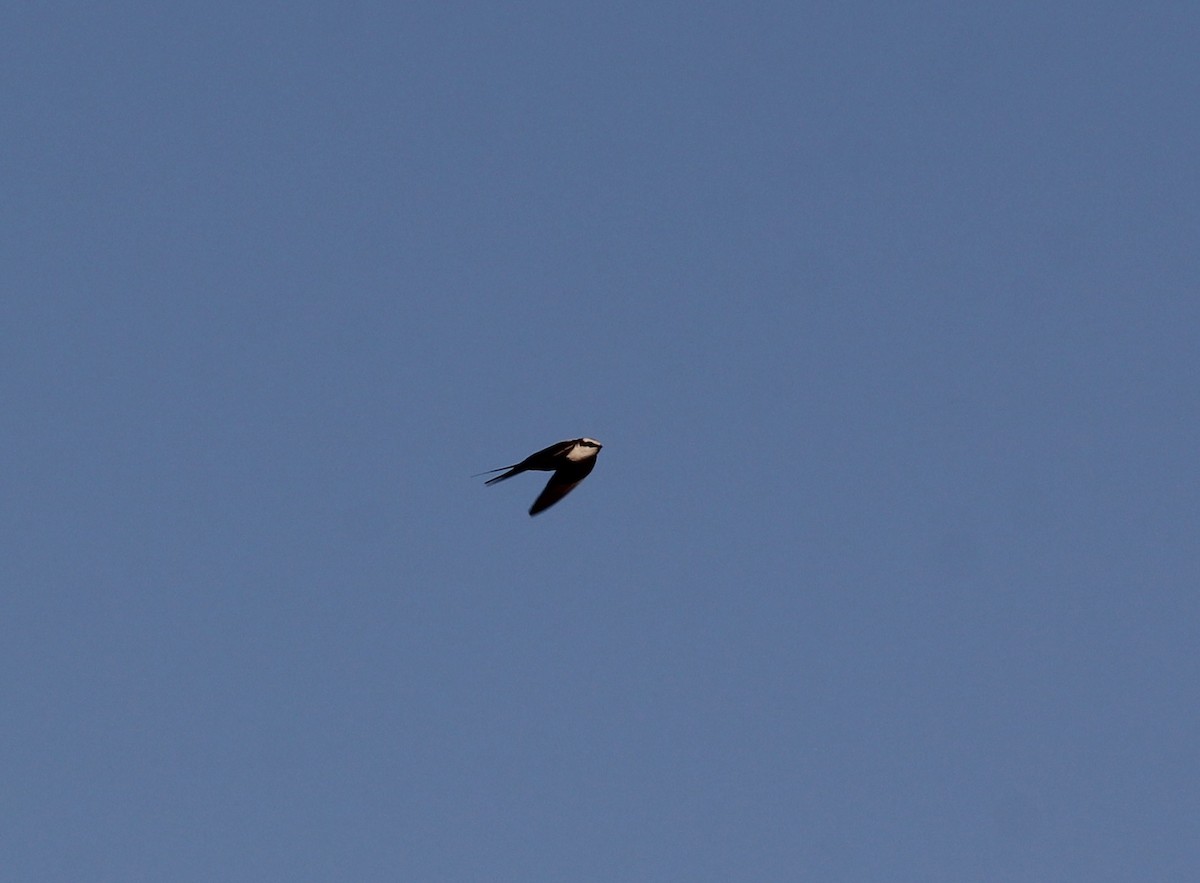 White-backed Swallow - ML349541261