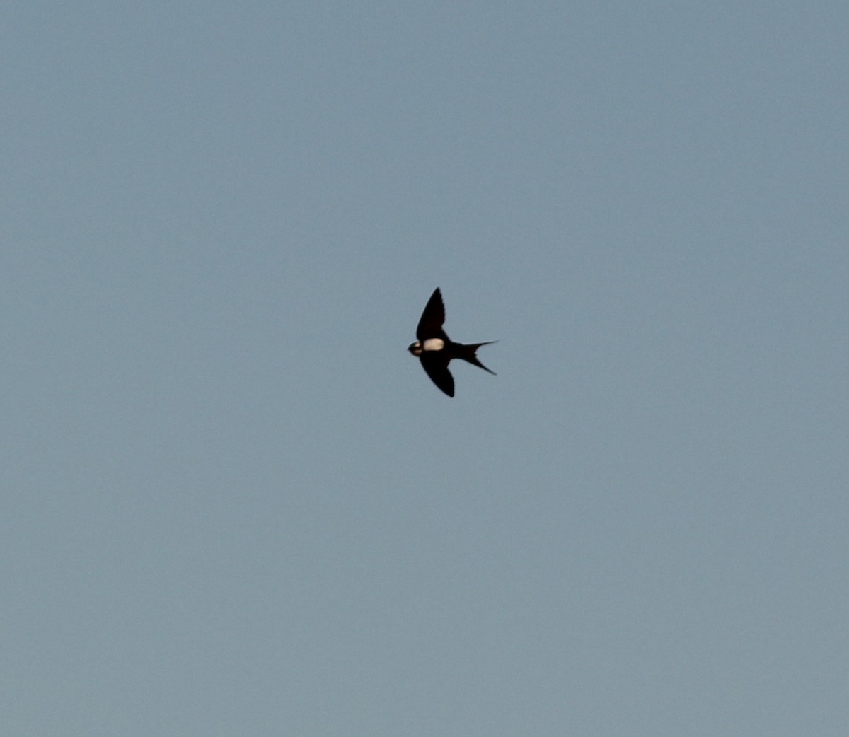 White-backed Swallow - ML349541271