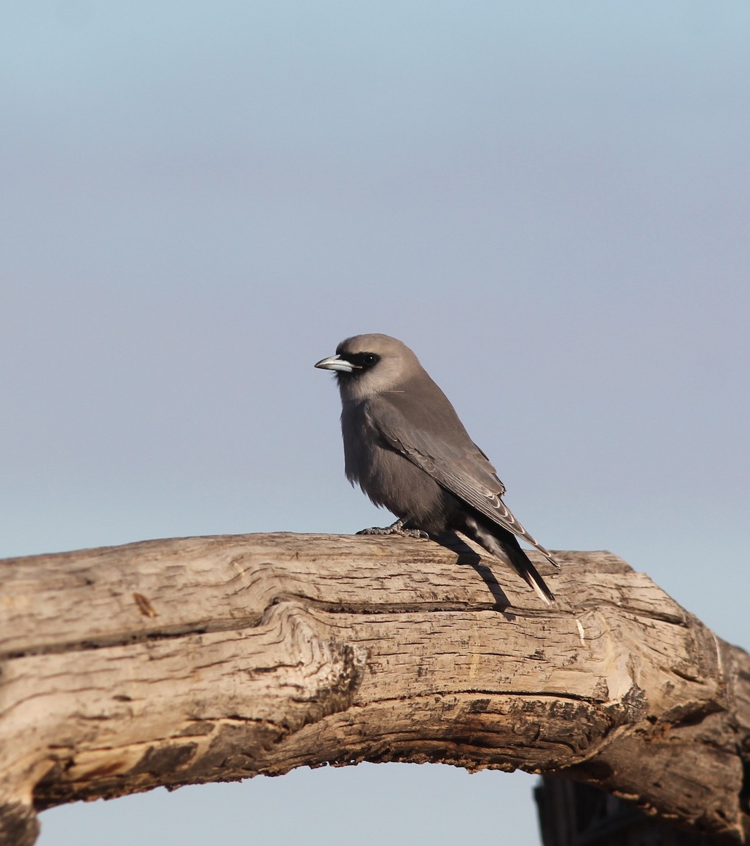 Black-faced Woodswallow - ML349541291