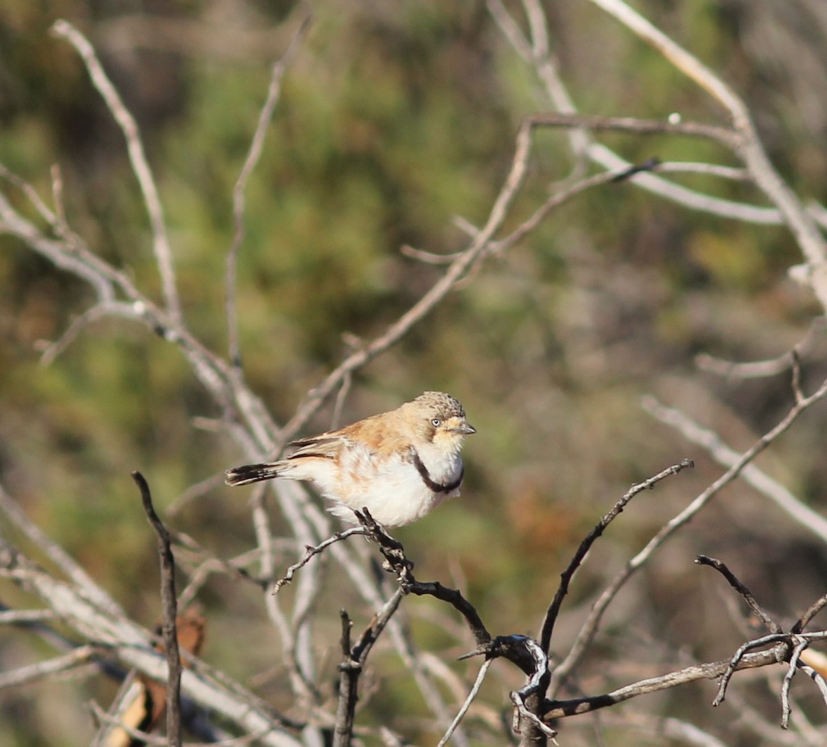 Banded Whiteface - ML349541391