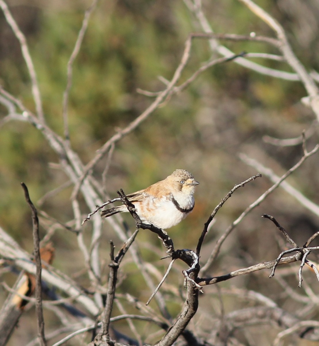 Banded Whiteface - ML349541401