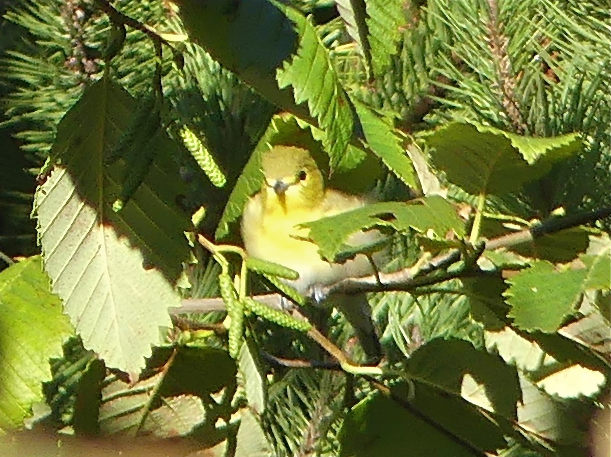 Yellow-throated Vireo - ML34954141