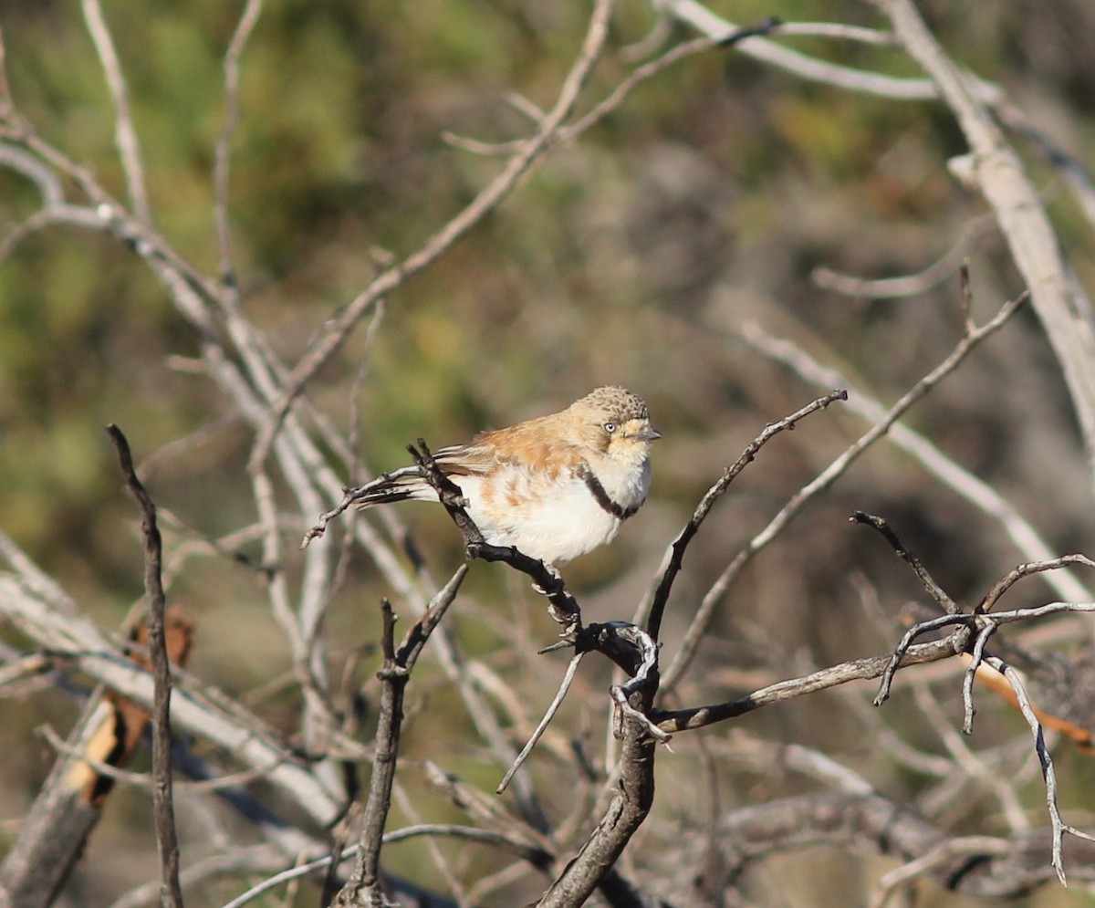 Banded Whiteface - ML349541411