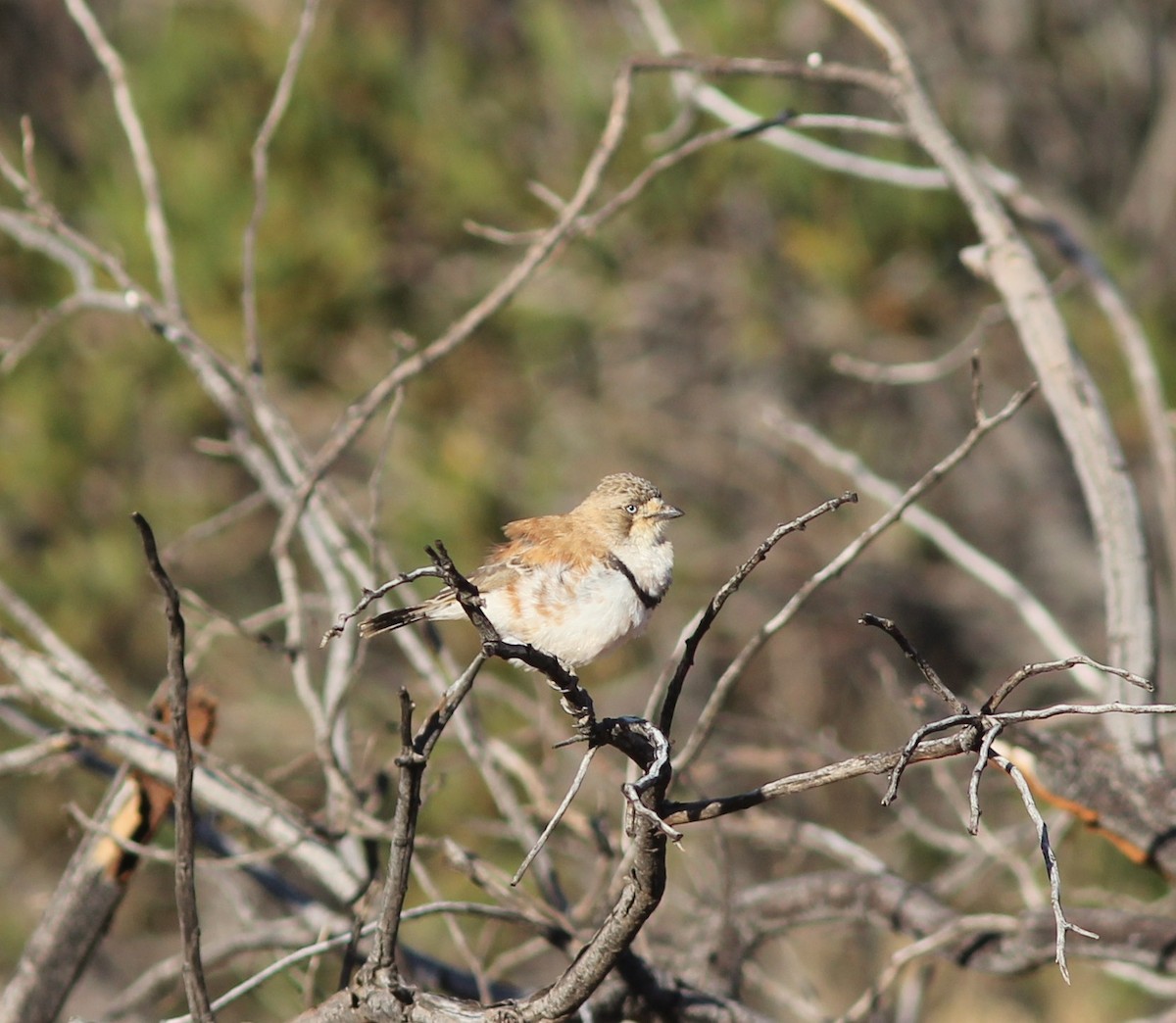 Banded Whiteface - ML349541421