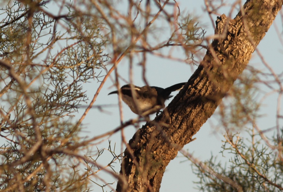White-browed Babbler - ML349541451