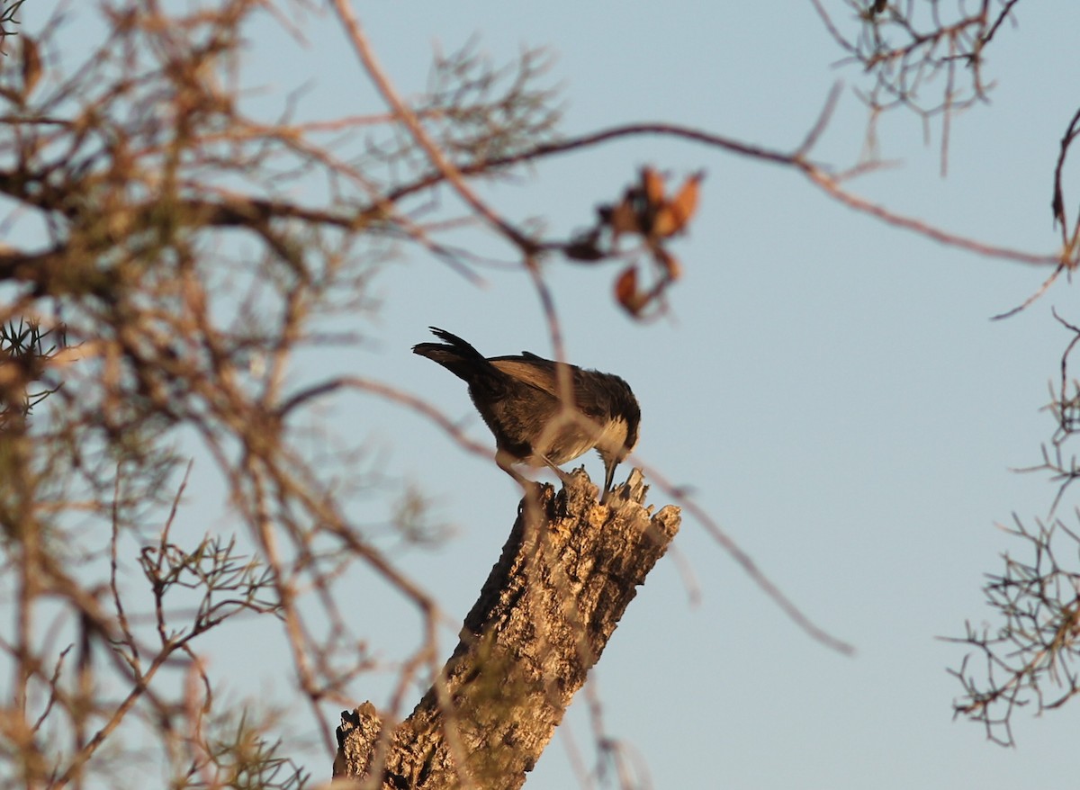 White-browed Babbler - ML349541461