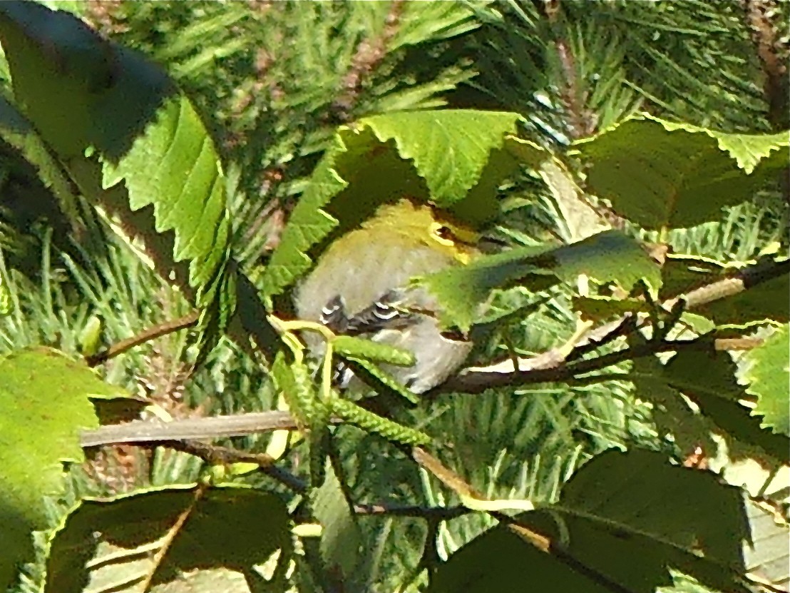Yellow-throated Vireo - ML34954171