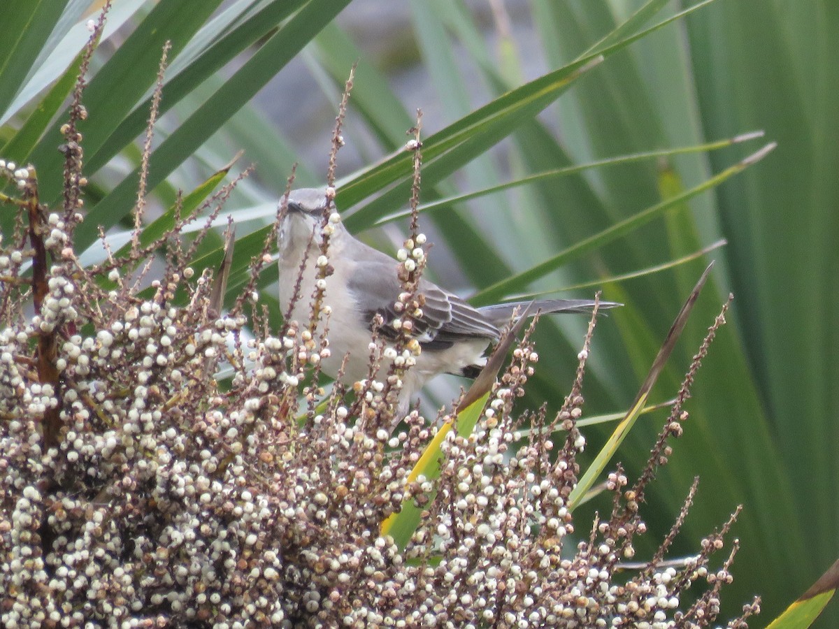 Northern Mockingbird - ML349541721